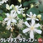 クレマチス サマースノー 【花木苗 4.5号鉢/1個売り】