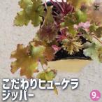 こだわりヒューケラジッパー