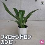 �t�B���f���h���� �J���s�[ �y�ϗt�A�� 4�����^1����z