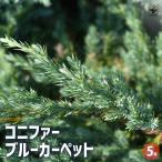  хвойное дерево голубой ковровое покрытие [ цветок рассада 5 номер pot |1 шт продажа ]