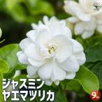 ジャスミン ヤエマツリカ 【花木苗 