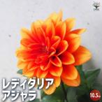 レディダリアアジャラ