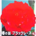 .(...). саженец черный гонки [ Hanaki рассада 4 номер pot |1 шт продажа ]