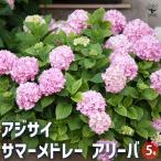 アジサイ サマーメドレー アリーバ 【花木苗 5号ポット/1個売り】