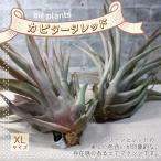 エアープランツチランジアカピタータ...