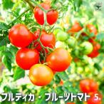  помидор. рассада полный TIKKA * фрукты помидор [ овощи. рассада 5 номер pot |1 шт продажа ]