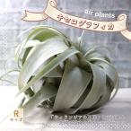 エアープランツチランジアキセログラ...