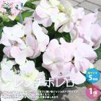 アジサイ フレンチボレロ 【花木苗 5号／1個売り】