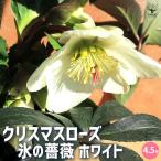 クリスマスローズ 氷の薔薇 ホワイト 【花苗 4.5号鉢/1個売り】