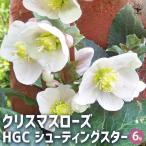 クリスマスローズ HGCシューティングスター 【花苗 6号鉢/1個売り】