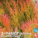 ユーフォルビアミルクブッシュスティ...