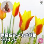 球根原種系チューリップクリサンサ