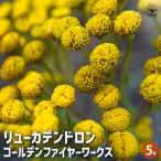 リューカデンドロン Gファイヤーワークス 【花木苗 5号／1個売り】