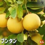 柑橘の苗 ブンタン(文旦) 【果樹の苗木 4.5号ポット／1個売り】