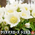  морозник jesko[ цветок рассада 5 номер горшок |1 шт продажа ]