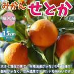 ショッピングせとか みかんの苗木 せとか【果樹苗 2年生 接木苗15cmポット／1個】