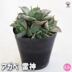 アガベ雷神