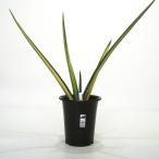 観葉植物サンスベリアパテンス