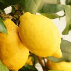 レモンの苗木クックユーレカ12〜