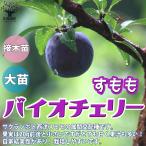 スモモの苗木バイオチェリー
