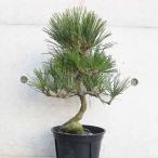  сосна Тунберга изгиб [ садовое дерево 7 номер |1 шт продажа ]