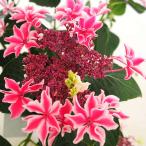 アジサイ 月虹(げっこう) ピンク 【花木苗 6号/1個売り】