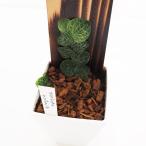 観葉植物 ラフィドフォラ クリプタンサ 鉢色mix 【観葉植物 4号／1個売り】