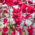 梅の苗木しだれ梅赤花