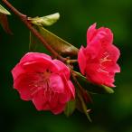 花桃の苗木花桃相模しだれ