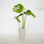 モンステラタイコンステレーション