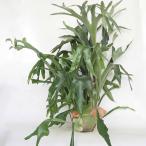 ビカクシダネザーランド吊り