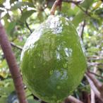 アボカドカビラミドリ