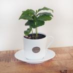 コーヒーの木ティーカップ鉢