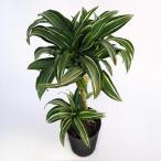 ドラセナジェイドジュエル