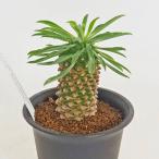 ユーフォルビア 蘇鉄麒麟 【多肉植物 2.5号/1個売り】