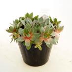 センペルビウムC.ウィリアム