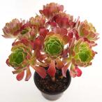 aeonium кашемир violet [ суккулентное растение 5 номер |1 шт продажа ]