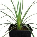 ダシリリオン グラウコフィルム 【多肉植物 7号/1個売り】