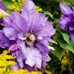 ショッピングクレマチス クレマチス 双雲 フェルトポット 【花苗 ／1個売り】