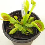 食虫植物ハエトリソウシャークティース