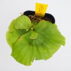 コウモリランリドレイ