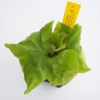 コウモリランリドレイドワーフコンパクト