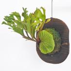 コウモリランリドレイモンキーキング板付き