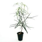  бутылка tree [ декоративное растение 4 номер |1 шт продажа ]