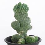  стойка кактус дракон бог дерево ..[ суккулентное растение 4 номер |1 шт продажа ]