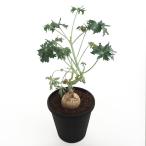 ヤトロファ ベルランディエリ 【多肉植物 4号／1個売り】