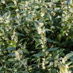  обезьяна здесь ka[ Hanaki рассада 5 номер |1 шт продажа ]