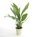 アグラオネマシルバークイーン