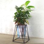 観葉寄植え見計らい アイアンスタンド付 【観葉植物 7号／1個売り】
