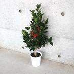 �N���X�}�X�z�[���[ �Ƃ����� �y�Ԗؕc 4���^1����z